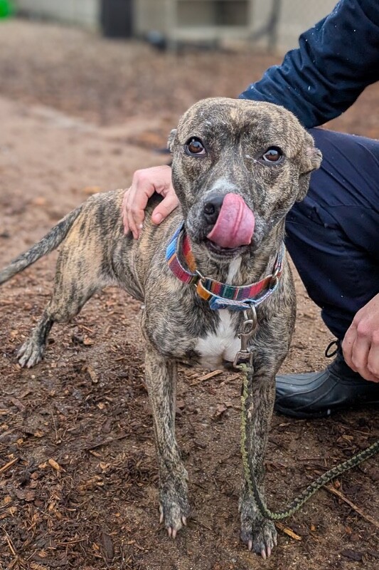 View Fanny the Dog Photo #5