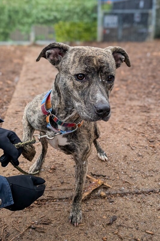 View Fanny the Dog Photo #4