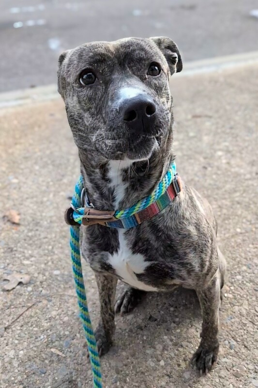 View Franny the Dog Photo #10