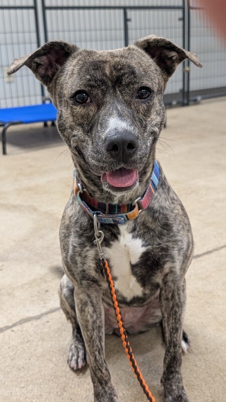 View Franny the Dog Photo #2