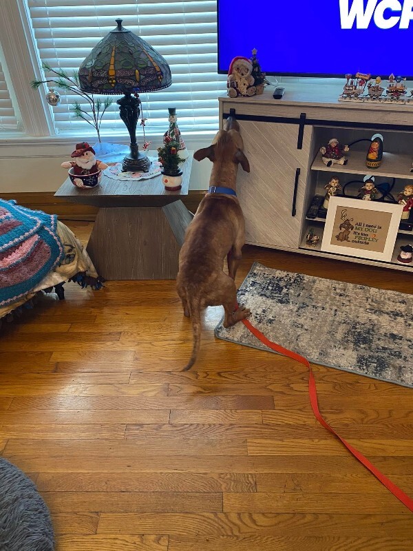 View Church the Dog Photo #2