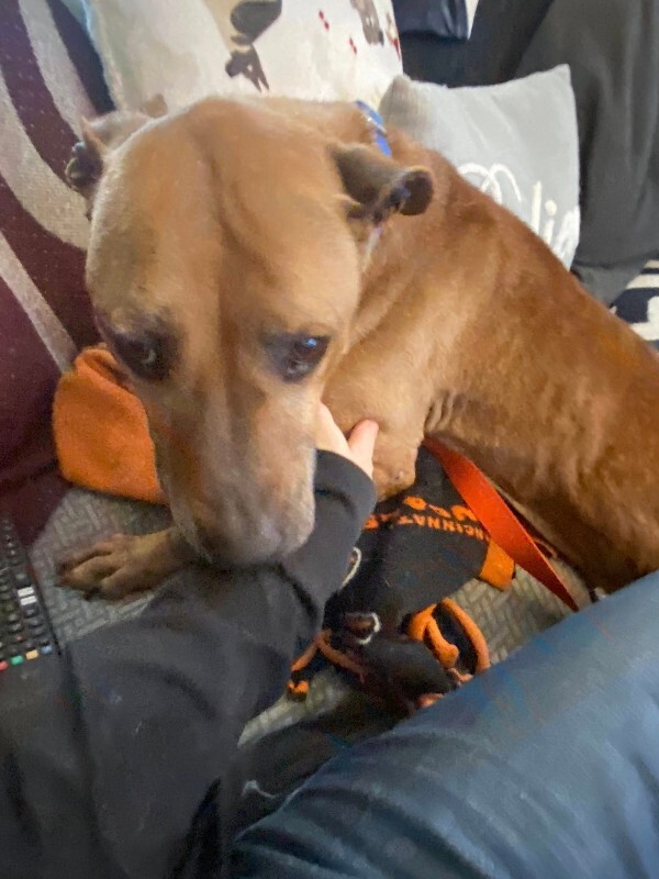 View Church the Dog Photo #4