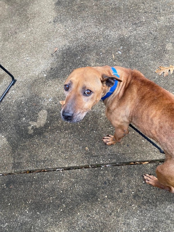 View Church the Dog Photo #3