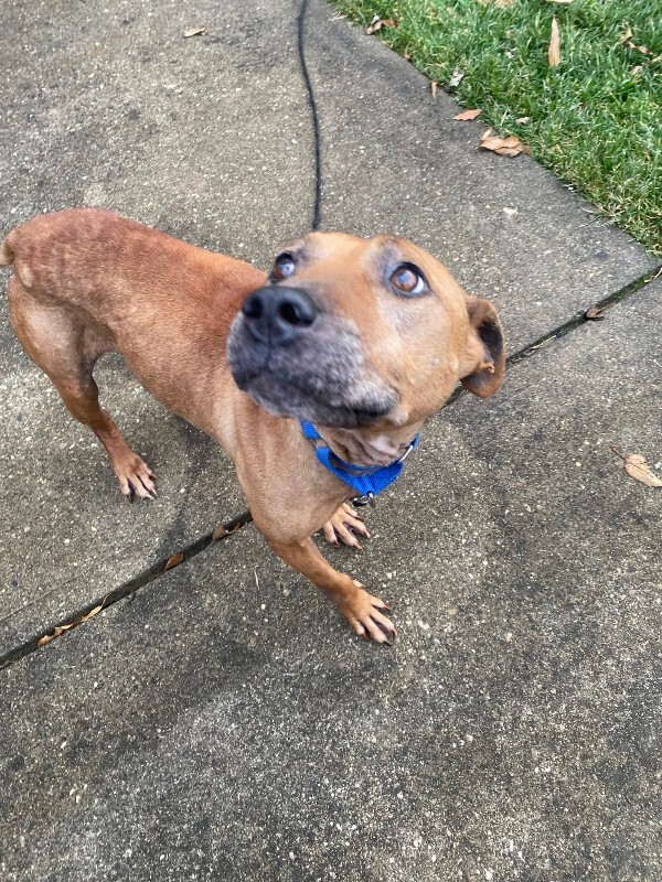 View Church the Dog Photo #6