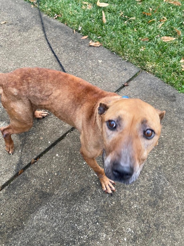 View Church the Dog Photo #5