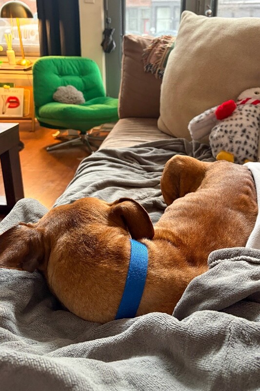 View Church the Dog Photo #4