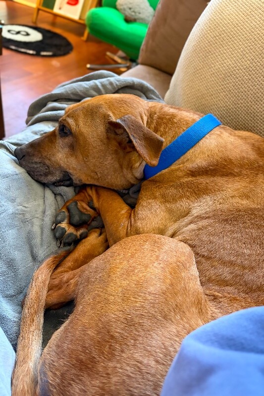 View Church the Dog Photo #2