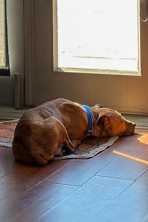 View Church the Dog Photo #7