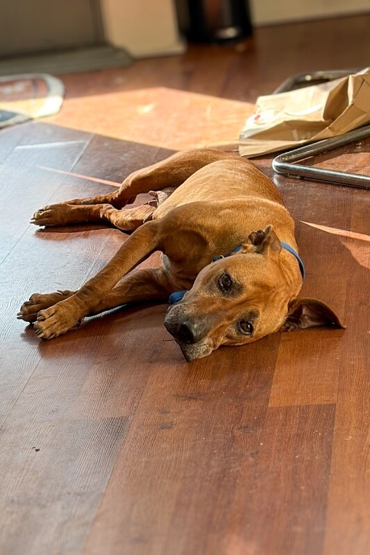 View Church the Dog Photo #3