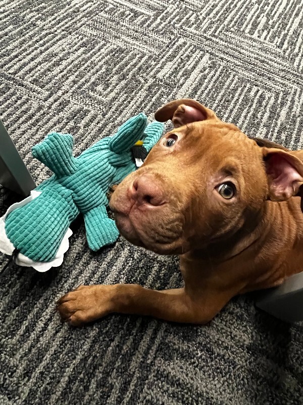 Learn More About this dog babb