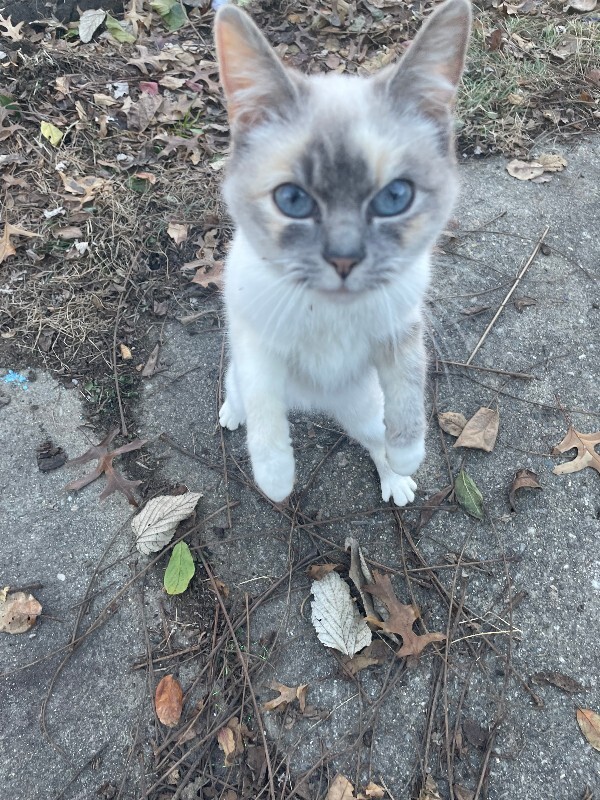 Learn More About this cat cat0