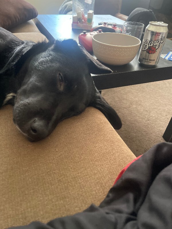 Learn More About this dog labby