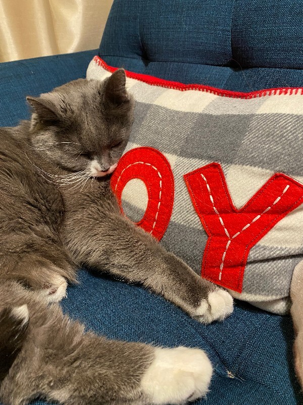 View Clyde the Cat Photo #2