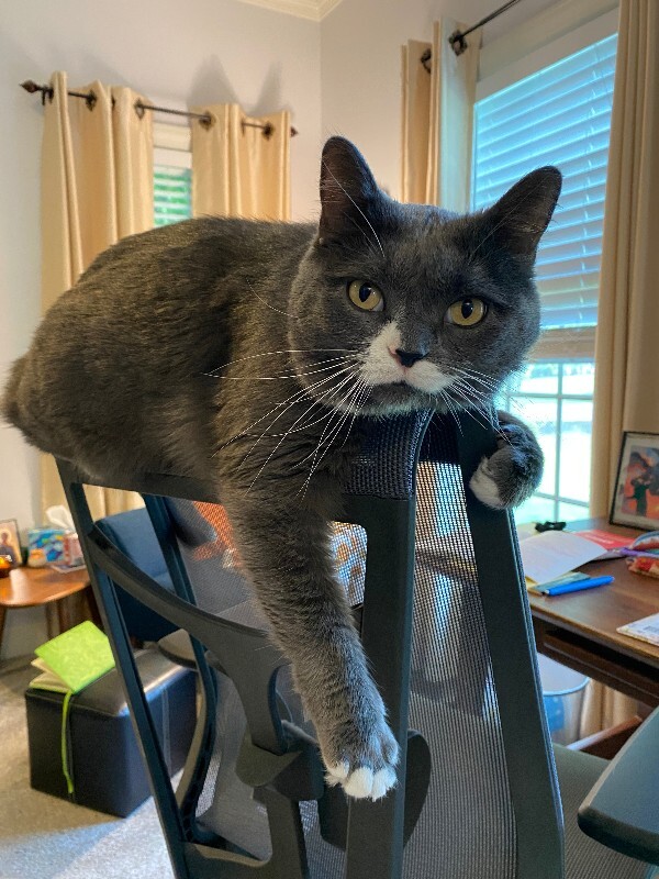 Learn More About this cat chair'