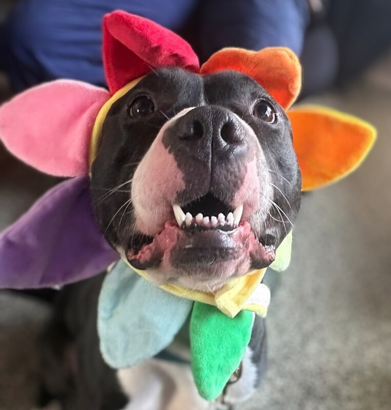 View Kermie the Dog Photo #11