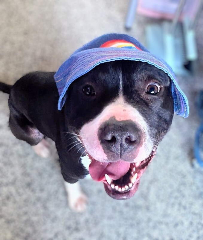 View Kermie the Dog Photo #10