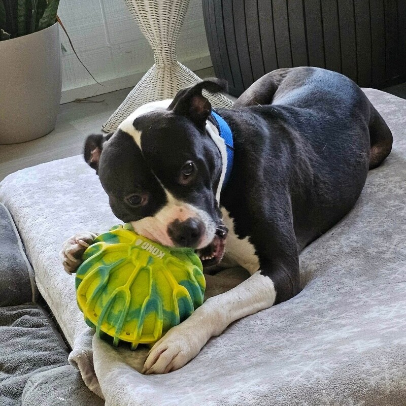 View Kermie the Dog Photo #20