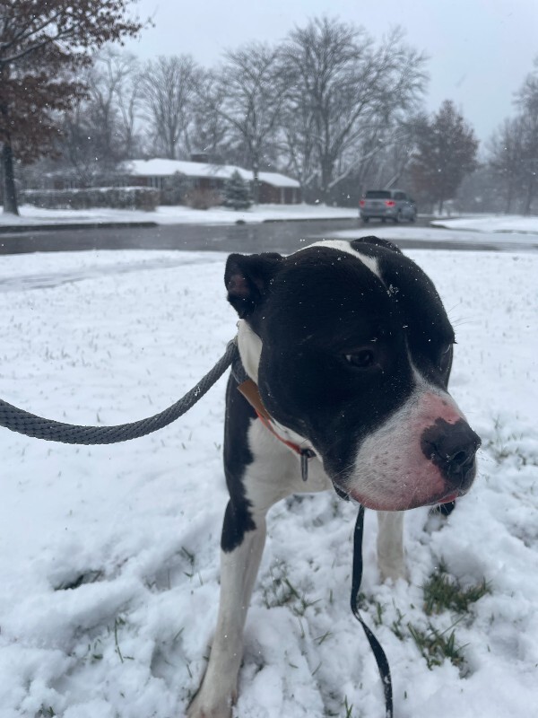 View Icicle the Dog Photo #7