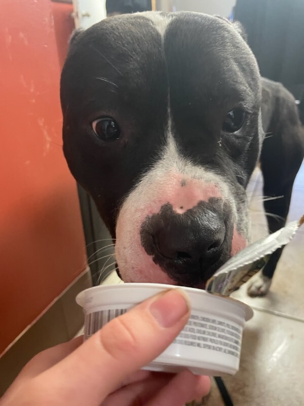 View Icicle the Dog Photo #8