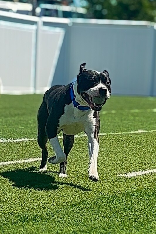 View Kermie the Dog Photo #14