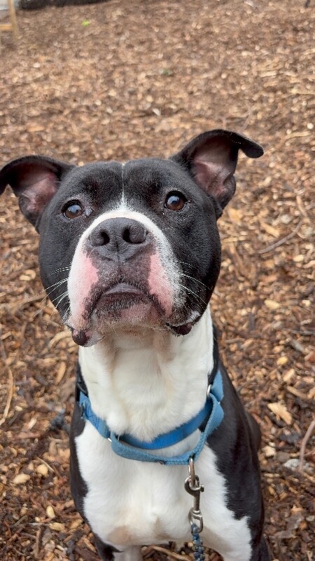 View Icicle the Dog Photo #2