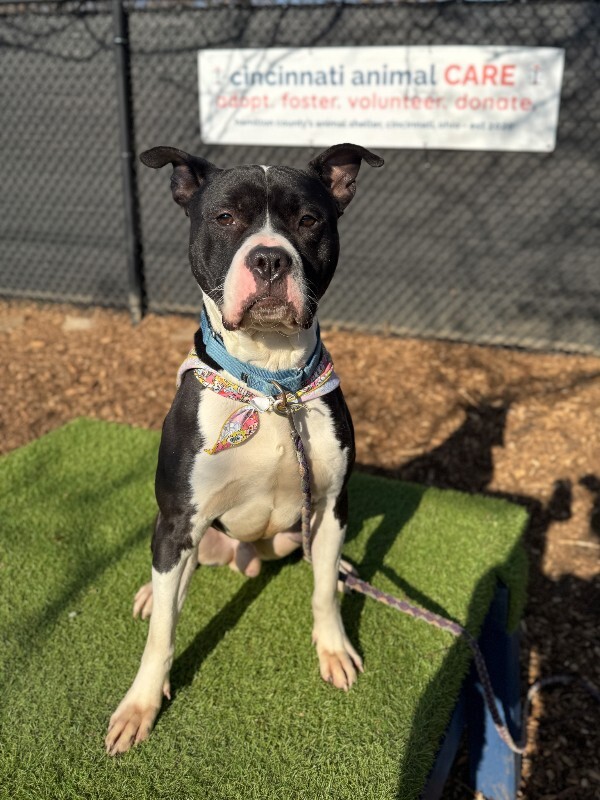 View Found Dog Photo #2