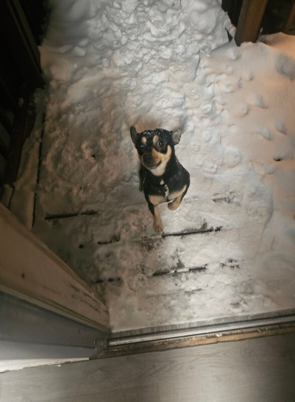 Learn More About this dog 597818994 26264096243192950 6483395630925619114 n