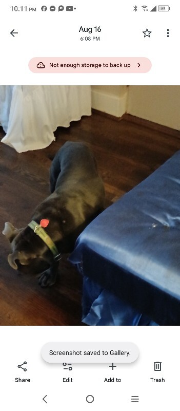 View Deuce the Dog Photo #2