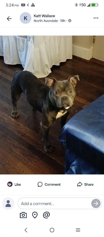 Learn More About this dog Screenshot 2025 11 24 17 24 07 737