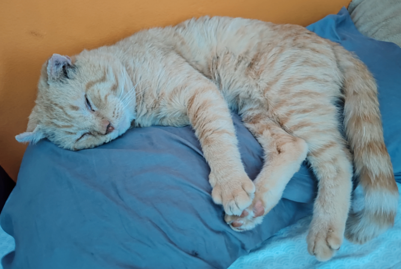 Learn More About this cat image 2025 12 14 113241043