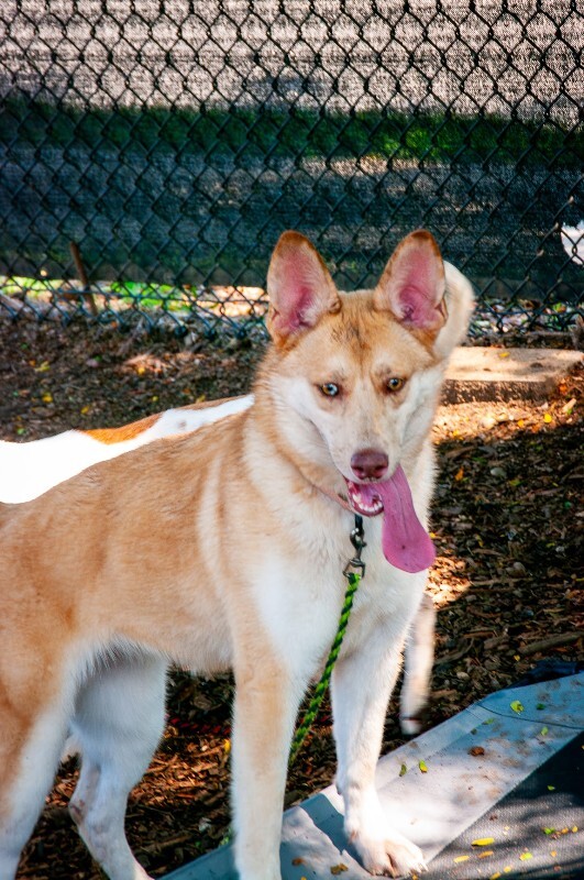 Learn More About Amy Jay Amy Jay - Dog