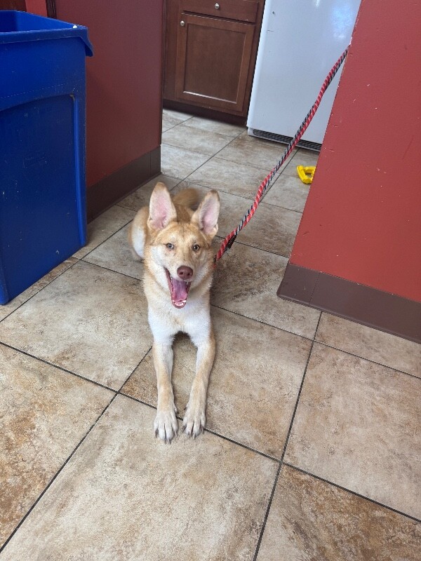 Help Rehome This Dog Amy Jay