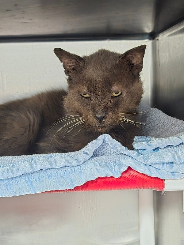 View Kaiden the Cat Photo #3