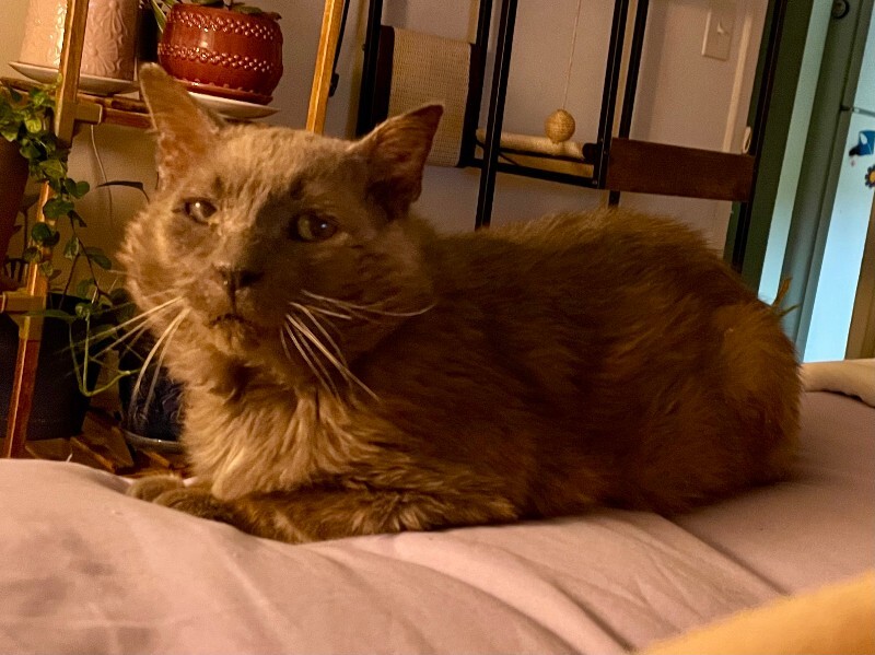 View Kaiden the Cat Photo #4
