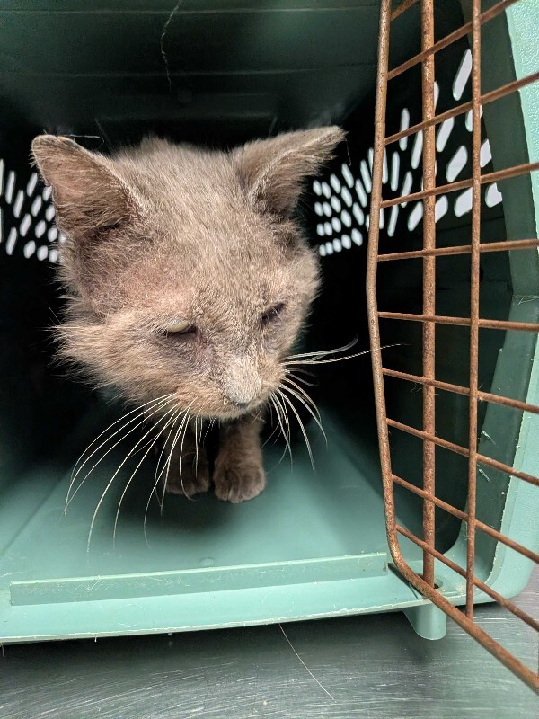 View Kaiden the Cat Photo #4