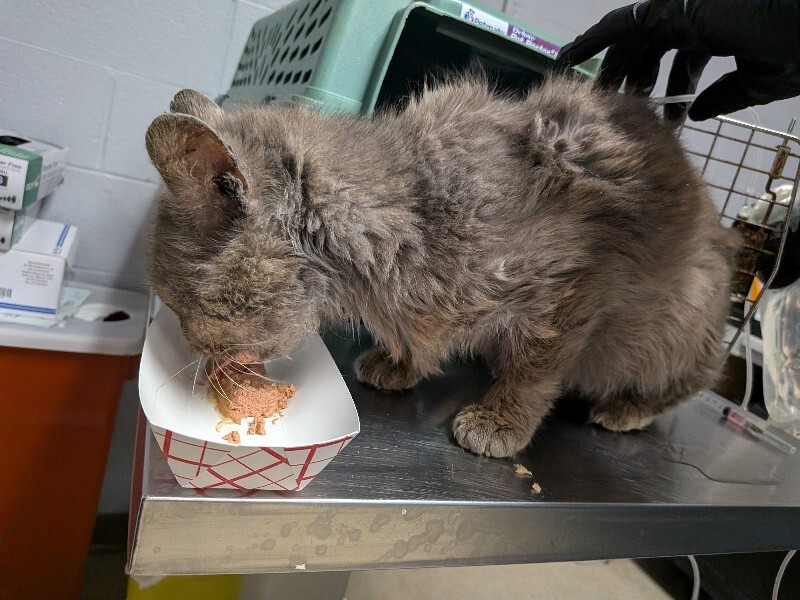 View Kaiden the Cat Photo #5