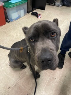 Learn More About Santa's Sleigh IMG 0934