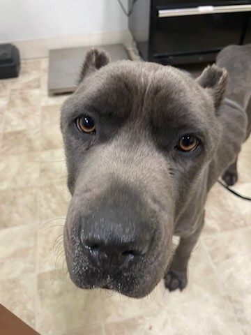 View Santa's Sleigh the Dog Photo #2