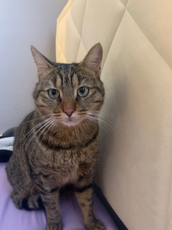 Learn More About this cat tab