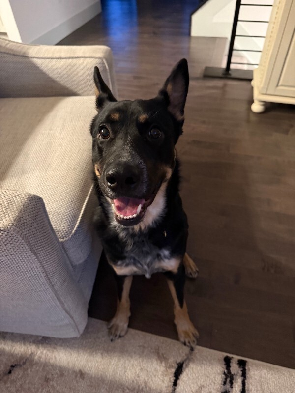 Learn More About this dog puppy