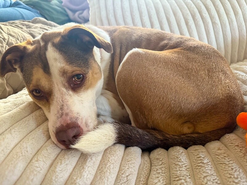 View Gracie the Dog Photo #5