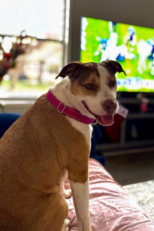 View Gracie the Dog Photo #3