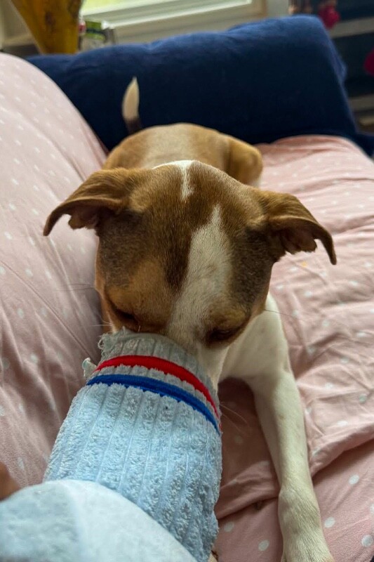 View Gracie the Dog Photo #4