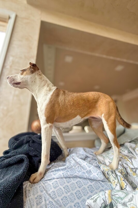 View Gracie the Dog Photo #2