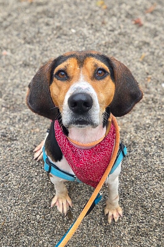 View Fletcher the Dog Photo #16