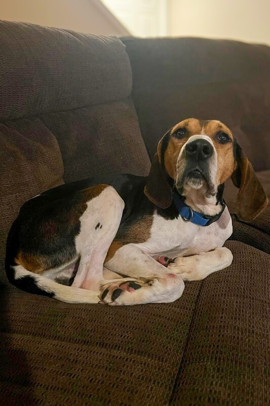 View Fletcher the Dog Photo #2