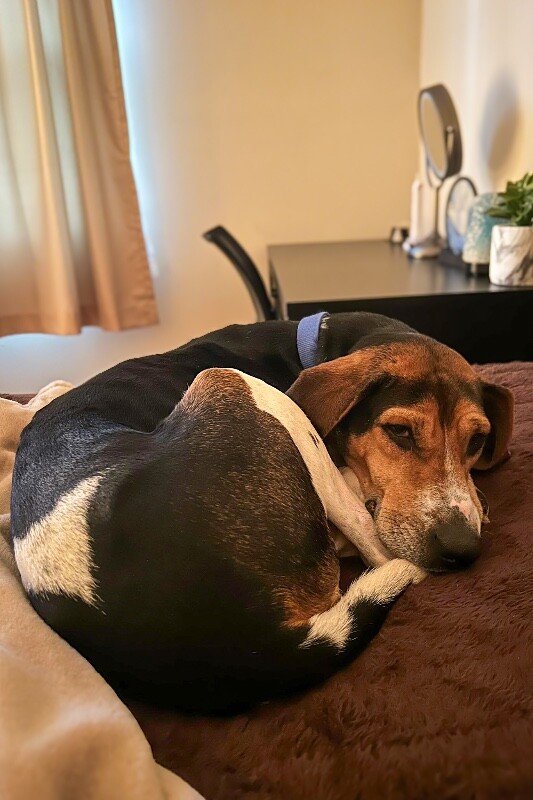 View Fletcher the Dog Photo #3