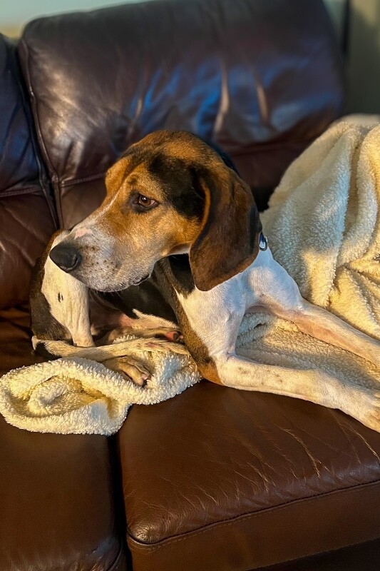 View Fletcher the Dog Photo #4