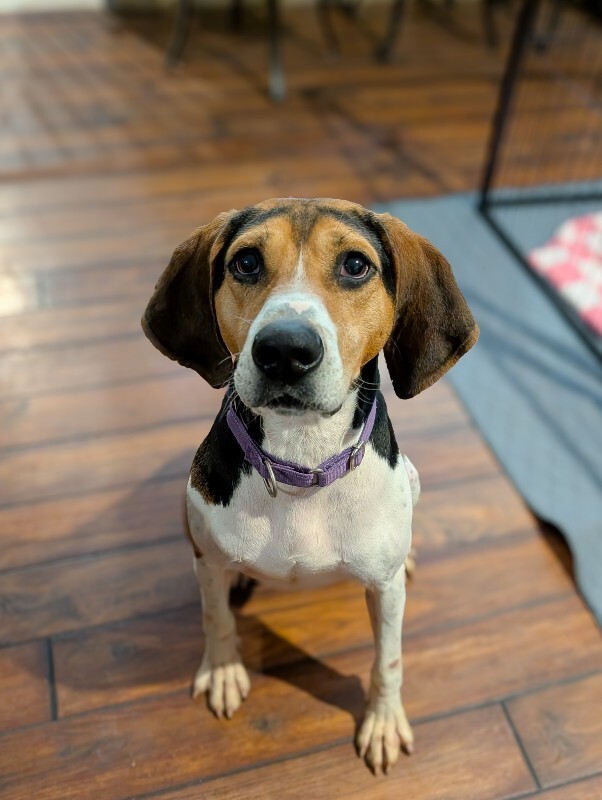 Fletcher - Dog