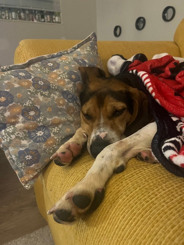 View Fletcher the Dog Photo #6